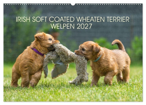 IRISH SOFT COATED WHEATEN TERRIER WELPEN 2027 (Wandkalender 2027 DIN A2 quer), CALVENDO Monatskalender