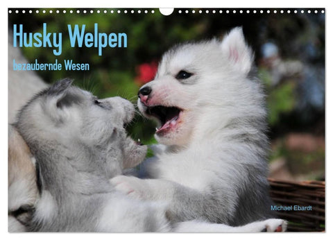 Husky Welpen (Wandkalender 2026 DIN A3 quer), CALVENDO Monatskalender