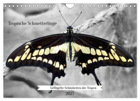 Geflügelte Schönheiten der Tropen (Wandkalender 2027 DIN A4 quer), CALVENDO Monatskalender
