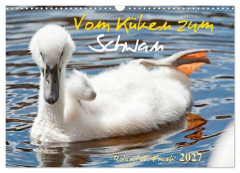 Vom Küken zum Schwan (Wandkalender 2027 DIN A3 quer), CALVENDO Monatskalender