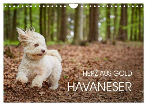Havaneser - Herz aus Gold (Wandkalender 2027 DIN A4 quer), CALVENDO Monatskalender