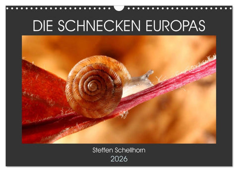 DIE SCHNECKEN EUROPAS (Wandkalender 2026 DIN A3 quer), CALVENDO Monatskalender