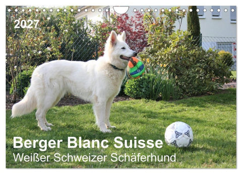 Berger Blanc Suisse - Weißer Schweizer Schäferhund (Wandkalender 2027 DIN A4 quer), CALVENDO Monatskalender