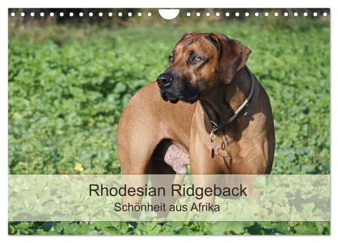 Rhodesian Ridgeback Schönheit aus Afrika (Wandkalender 2026 DIN A4 quer), CALVENDO Monatskalender