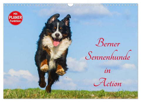 Berner Sennenhunde in Action (Wandkalender 2026 DIN A3 quer), CALVENDO Monatskalender