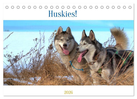 Huskies! (Tischkalender 2026 DIN A5 quer), CALVENDO Monatskalender
