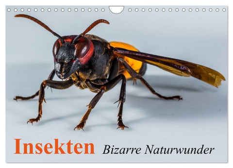 Insekten ¿ Bizarre Naturwunder (Wandkalender 2027 DIN A4 quer), CALVENDO Monatskalender