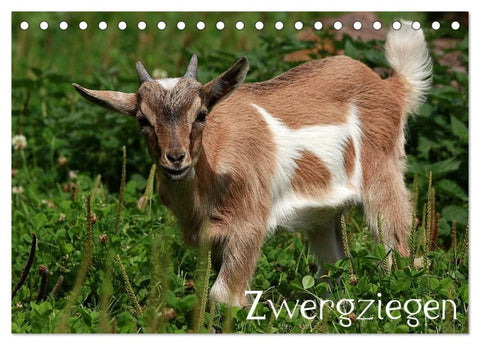 Zwergziegen (Tischkalender 2026 DIN A5 quer), CALVENDO Monatskalender