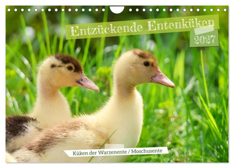 Entzückende Entenküken (Wandkalender 2027 DIN A4 quer), CALVENDO Monatskalender