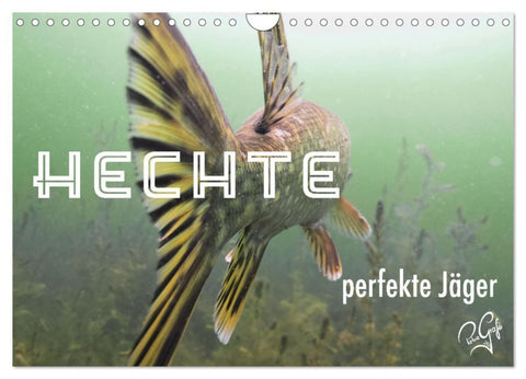 Hechte - perfekte Jäger (Wandkalender 2027 DIN A4 quer), CALVENDO Monatskalender