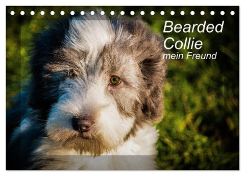 Bearded Collie, mein Freund (Tischkalender 2027 DIN A5 quer), CALVENDO Monatskalender