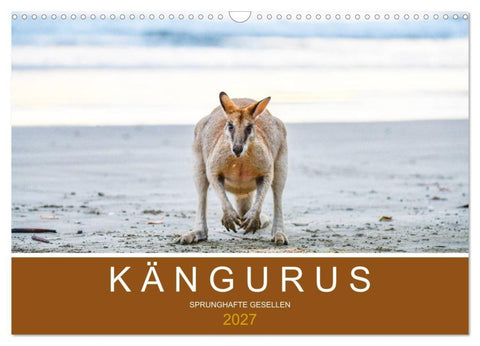 Kängurus, sprunghafte Gesellen (Wandkalender 2027 DIN A3 quer), CALVENDO Monatskalender