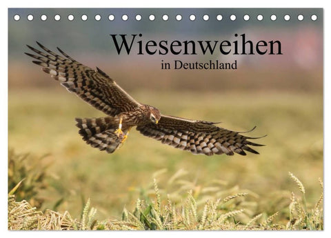 Wiesenweihen in Deutschland (Tischkalender 2026 DIN A5 quer), CALVENDO Monatskalender