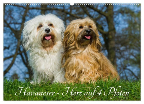 Havaneser - Herz auf 4 Pfoten (Wandkalender 2027 DIN A2 quer), CALVENDO Monatskalender