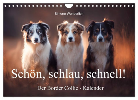 Schön, schlau, schnell! - Der Border Collie - Kalender (Wandkalender 2027 DIN A4 quer), CALVENDO Monatskalender