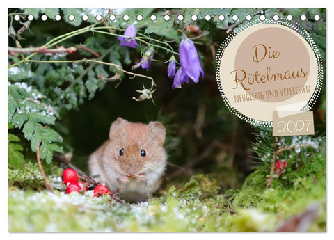 Die Rötelmaus - neugierig und verfressen (Tischkalender 2027 DIN A5 quer), CALVENDO Monatskalender
