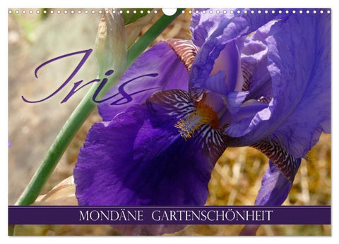 Iris - mondäne Gartenschönheit (Wandkalender 2027 DIN A3 quer), CALVENDO Monatskalender