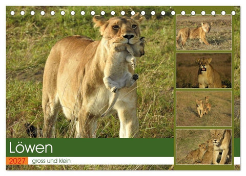 Löwen - gross und klein (Tischkalender 2027 DIN A5 quer), CALVENDO Monatskalender