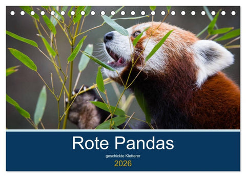 Rote Pandas - geschickte Kletterer (Tischkalender 2026 DIN A5 quer), CALVENDO Monatskalender