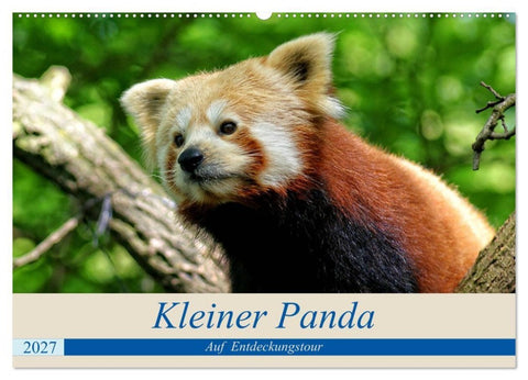 Kleiner Panda auf Entdeckungstour (Wandkalender 2027 DIN A2 quer), CALVENDO Monatskalender