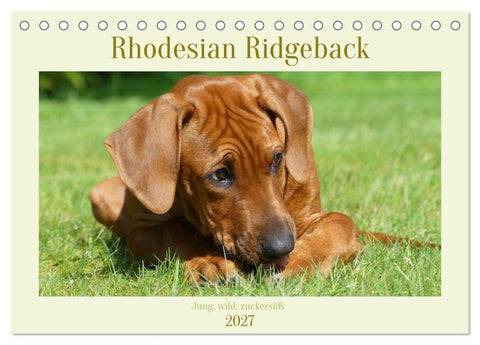 Rhodesian Ridgeback - Jung, wild, zuckersüß (Tischkalender 2027 DIN A5 quer), CALVENDO Monatskalender