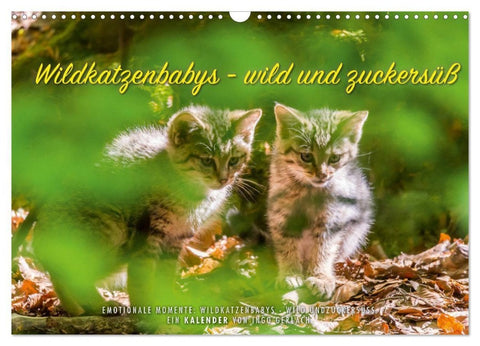 Wildkatzenbabys - wild und zuckersüß. (Wandkalender 2027 DIN A3 quer), CALVENDO Monatskalender