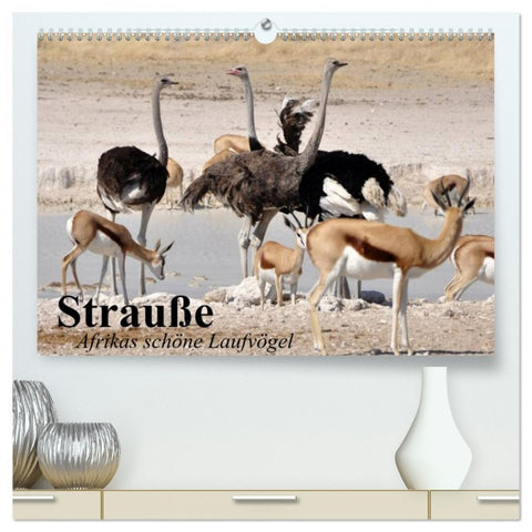 Strauße. Afrikas schöne Laufvögel (hochwertiger Premium Wandkalender 2026 DIN A2 quer), Kunstdruck in Hochglanz