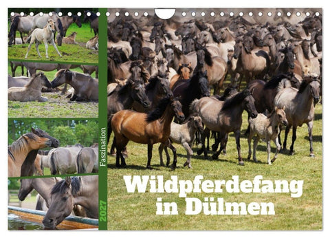 Faszination Wildpferdefang in Dülmen (Wandkalender 2027 DIN A4 quer), CALVENDO Monatskalender