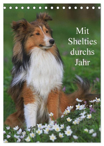 Mit Shelties durchs Jahr (Tischkalender 2027 DIN A5 hoch), CALVENDO Monatskalender