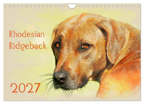 Rhodesian Ridgeback 2027 (Wandkalender 2027 DIN A4 quer), CALVENDO Monatskalender