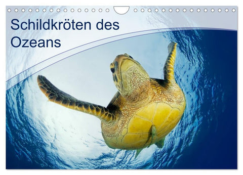 Schildkröten des Ozeans (Wandkalender 2026 DIN A4 quer), CALVENDO Monatskalender