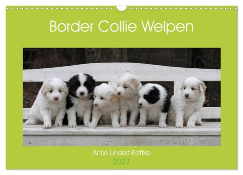 Border Collie Welpen (Wandkalender 2027 DIN A3 quer), CALVENDO Monatskalender