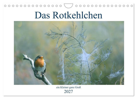 Das Rotkehlchen, ein Kleiner ganz Groß (Wandkalender 2027 DIN A4 quer), CALVENDO Monatskalender