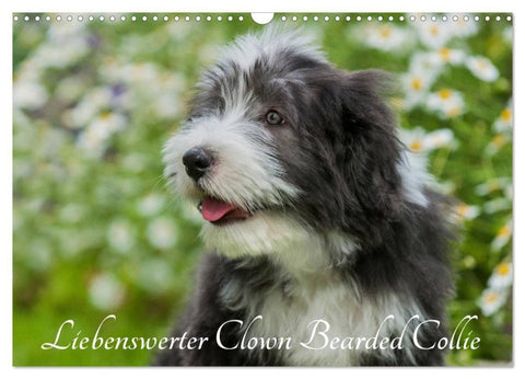 Liebenswerter Clown Bearded Collie (Wandkalender 2027 DIN A3 quer), CALVENDO Monatskalender