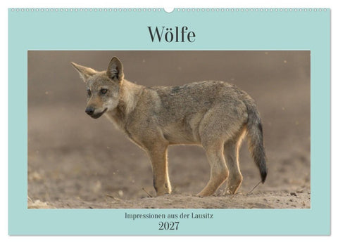 Wölfe, Impressionen aus der Lausitz (Wandkalender 2027 DIN A2 quer), CALVENDO Monatskalender
