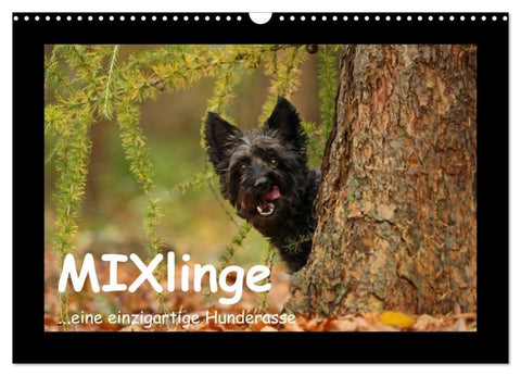 MIXlinge (Wandkalender 2027 DIN A3 quer), CALVENDO Monatskalender
