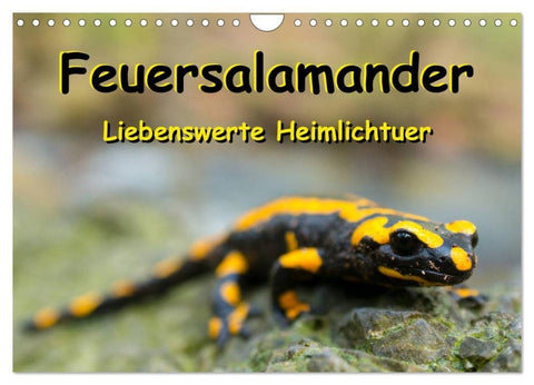 Feuersalamander - Liebenswerte Heimlichtuer (Wandkalender 2027 DIN A4 quer), CALVENDO Monatskalender