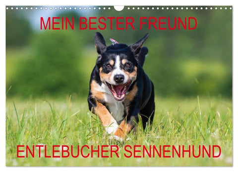 Mein bester Freund - Entlebucher Sennenhund (Wandkalender 2027 DIN A3 quer), CALVENDO Monatskalender