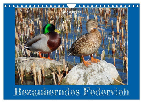 Bezauberndes Federvieh (Wandkalender 2027 DIN A4 quer), CALVENDO Monatskalender
