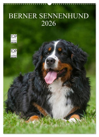 Berner Sennenhund 2026 (Wandkalender 2026 DIN A2 hoch), CALVENDO Monatskalender