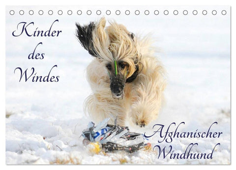 Kinder des Windes - Afghanischer Windhund (Tischkalender 2027 DIN A5 quer), CALVENDO Monatskalender