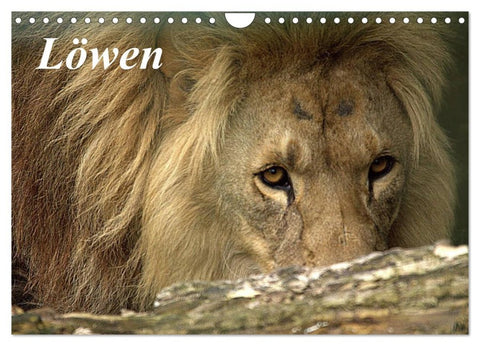 Löwen (Wandkalender 2026 DIN A4 quer), CALVENDO Monatskalender