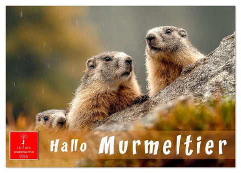 Hallo Murmeltier (Tischkalender 2026 DIN A5 quer), CALVENDO Monatskalender