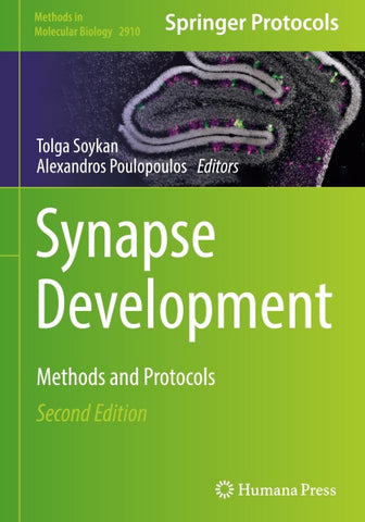 Synapse Development