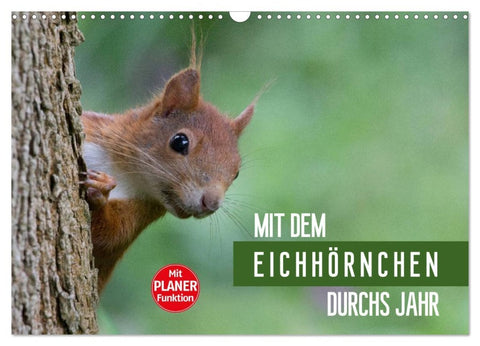 Mit dem Eichhörnchen durchs Jahr (Wandkalender 2026 DIN A3 quer), CALVENDO Monatskalender