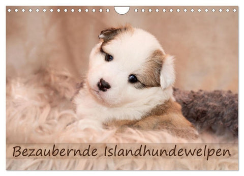 Bezaubernde Islandhundewelpen (Wandkalender 2027 DIN A4 quer), CALVENDO Monatskalender