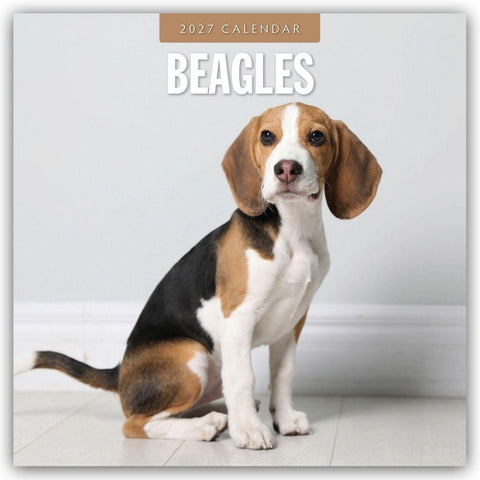 Beagles – Beagle 2027 – 16-Monatskalender