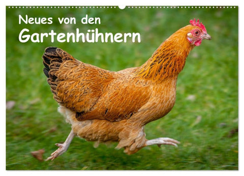 Neues von den Gartenhühnern (Wandkalender 2027 DIN A2 quer), CALVENDO Monatskalender