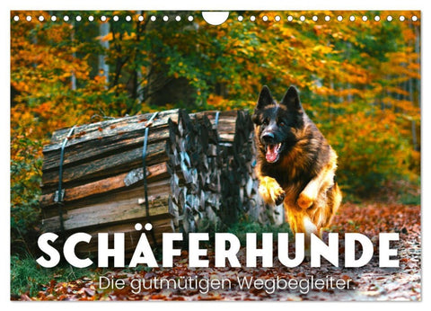 Schäferhunde - Die gutmütigen Wegbegleiter. (Wandkalender 2026 DIN A4 quer), CALVENDO Monatskalender