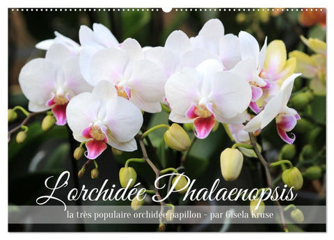 L'orchidée Phalaenopsis (Calendrier mural 2027 DIN A2 vertical), CALVENDO calendrier mensuel